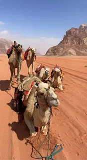 Camel Tours